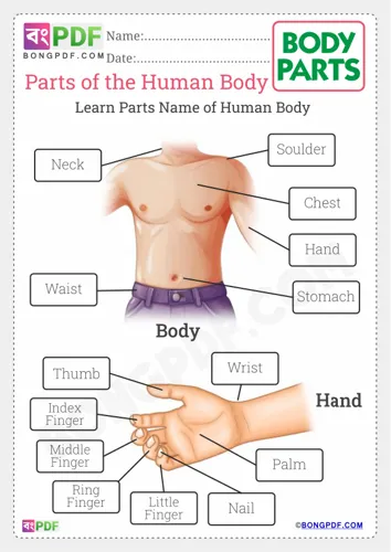 Parts of the Body