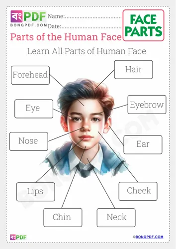 Free Learn Parts Of The Face Worksheet Download