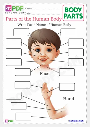 Free Learn Write Parts Of The Body Worksheet Download