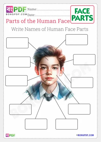 Write Parts of the Face
