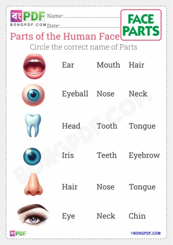 Circle correct name of face parts