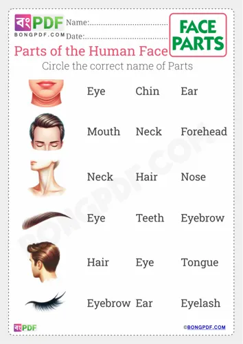 Free Learn Circle Correct Name Of Face Parts Worksheet Download