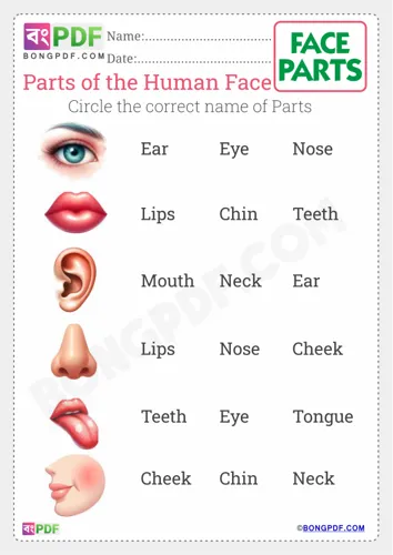Circle Correct Name of Face Parts