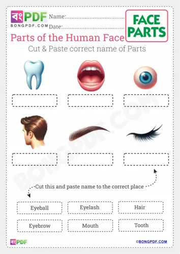 Cut and Paste Face Parts
