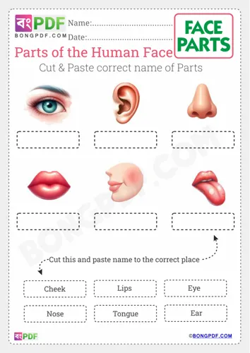 Free Learn Cut And Paste Face Parts Worksheet Download
