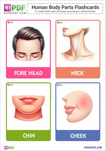 Free Learn English Body Parts Pictures Flashcards Worksheet Download