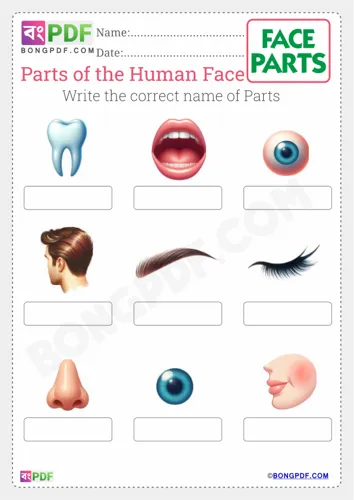 Free Learn Write Correct Name Of Face Parts Worksheet Download